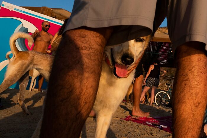 This Photographer Roams The Streets Looking For Unforgettable Dog Moments, And Here Are 50 Of His Best Finds