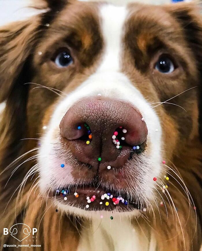 A cute Australian Shepherd with colorful sprinkles on its animal nose and muzzle, looking up, inviting a boop.