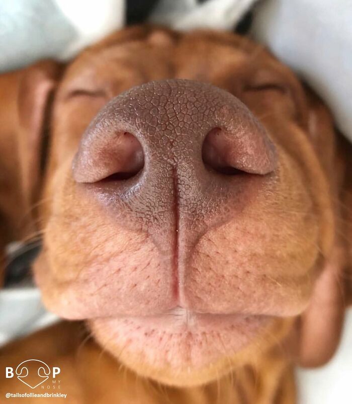 A close-up of a sleeping Vizsla's animal nose, showcasing its textured surface, ideal for a gentle boop.