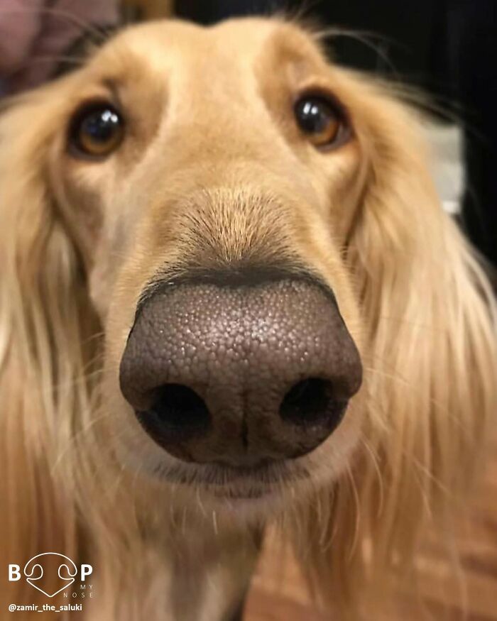 A close-up of a Saluki's animal nose, with its long, flowing blonde fur framing its face, perfect for a boop.