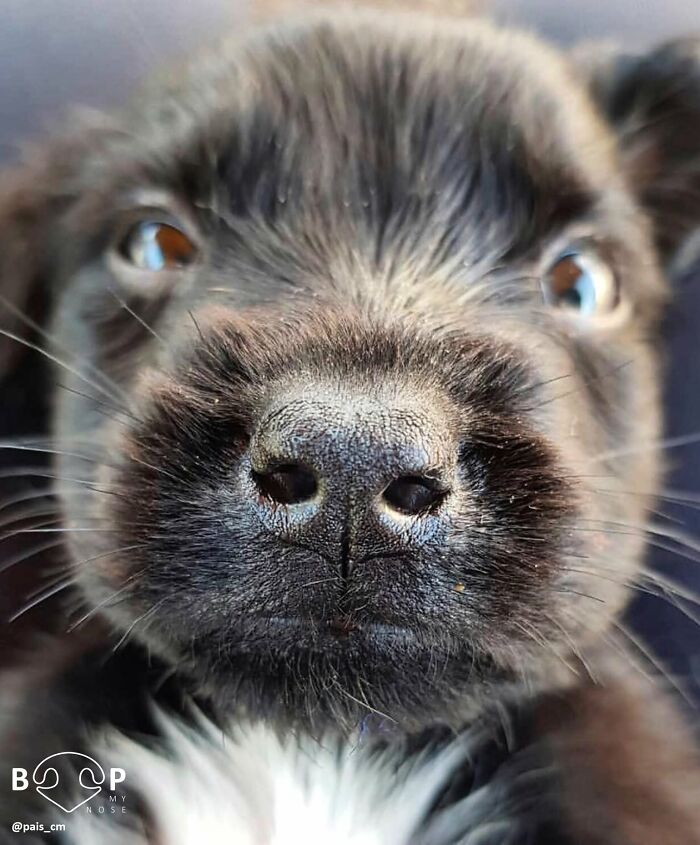 A black puppy's curious animal nose and wide eyes, looking directly at the viewer for a boop.