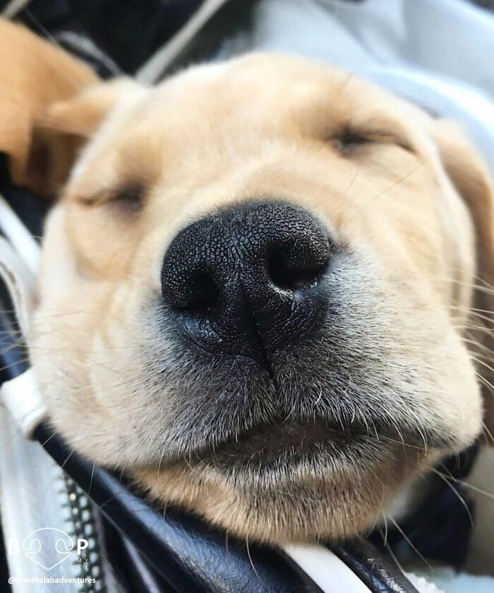 A sleeping puppy's cute animal nose, up close and ready for a gentle boop.
