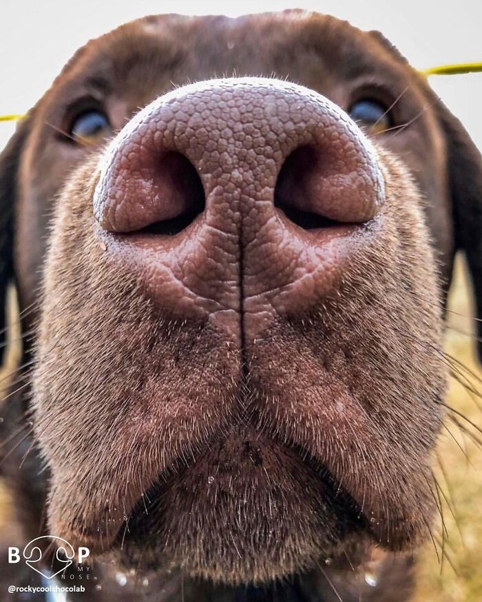 An extreme close-up of a brown dog's textured animal nose, inviting a friendly boop.