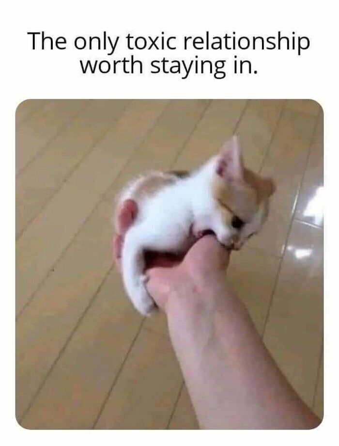 50 Cat Memes That Perfectly Capture Why Living With Cats Is Equal Parts Chaos And Comedy