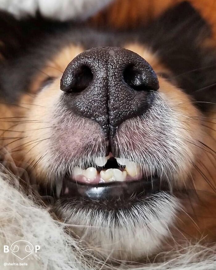 A very close view of a dog's animal nose and tiny teeth, perfect for a virtual boop.