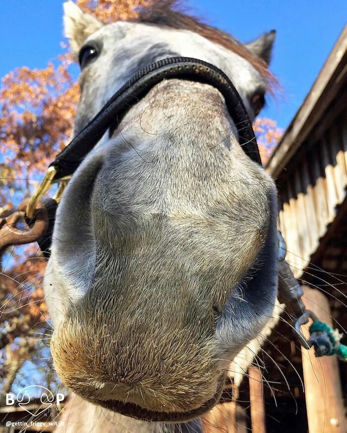 A close-up of a horse's animal nose, ready to be booped through the screen.