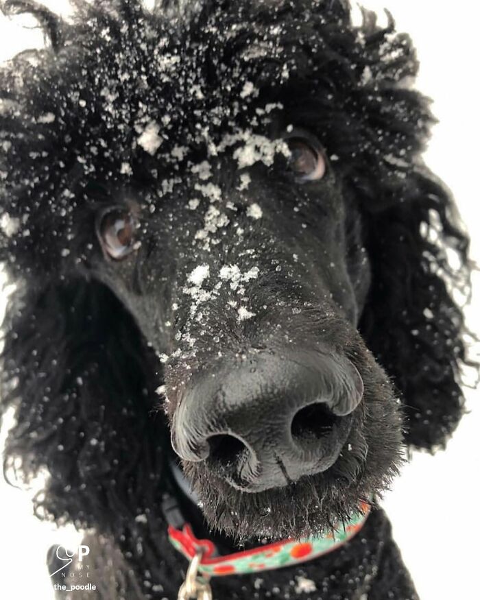 Black poodle with snow on its curly fur and animal nose, ready for booping