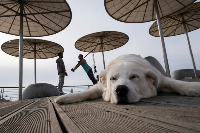 This Photographer Roams The Streets Looking For Unforgettable Dog Moments, And Here Are 50 Of His Best Finds