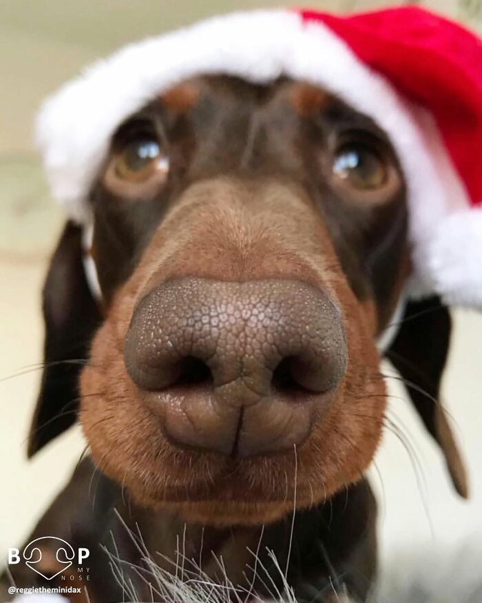 Dachshund wearing a Santa hat, looking up, with its cute animal nose for booping