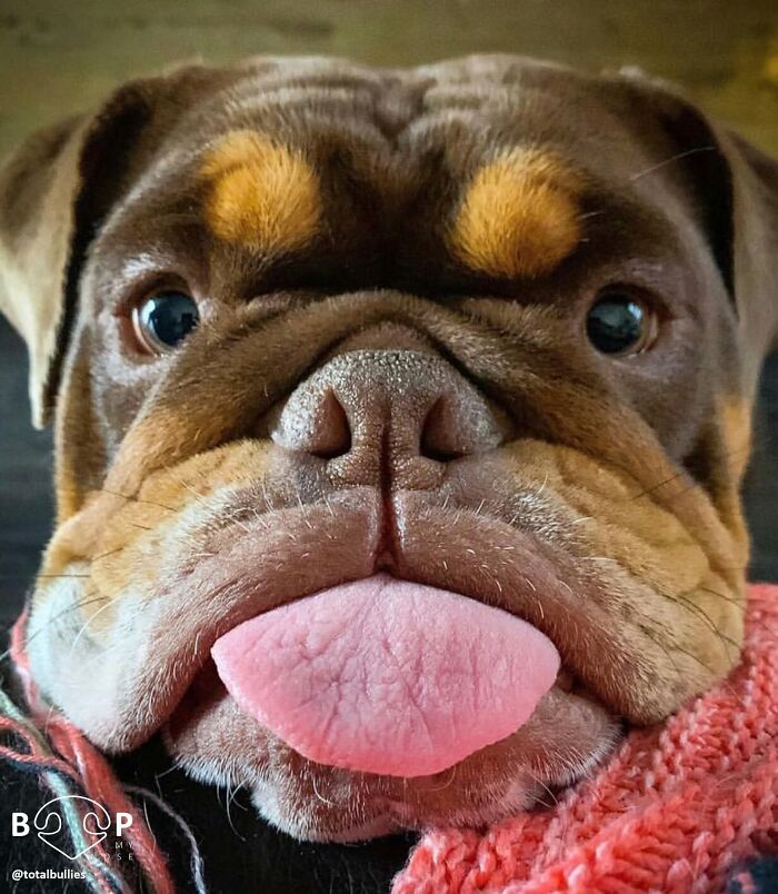 Close-up of a bulldog's animal nose and tongue, wearing a scarf, for booping