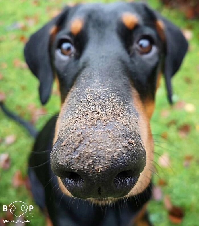 A Doberman's animal nose covered in dirt, perfect for booping