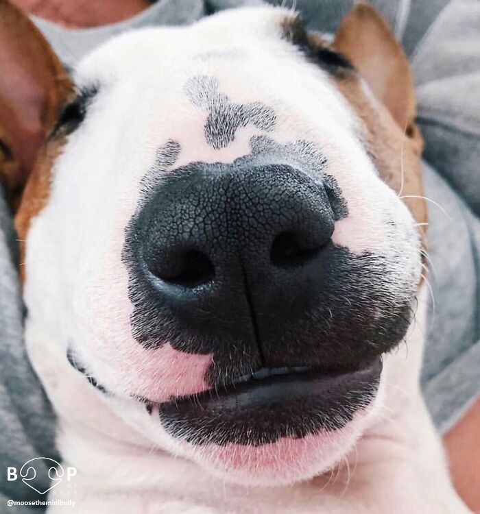 Close-up of a smiling white and brown bull terrier's animal nose for booping