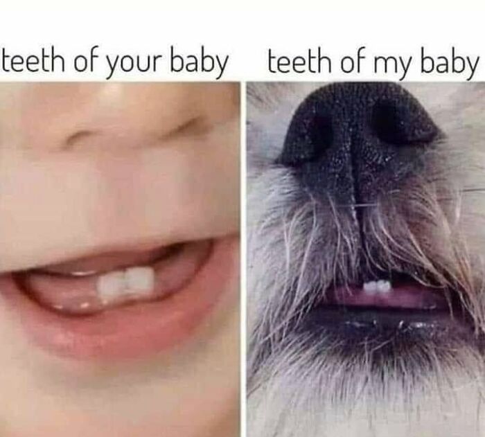 Funny dog meme: a split image comparing baby teeth to a dog's teeth, a humorous take for pet owners.