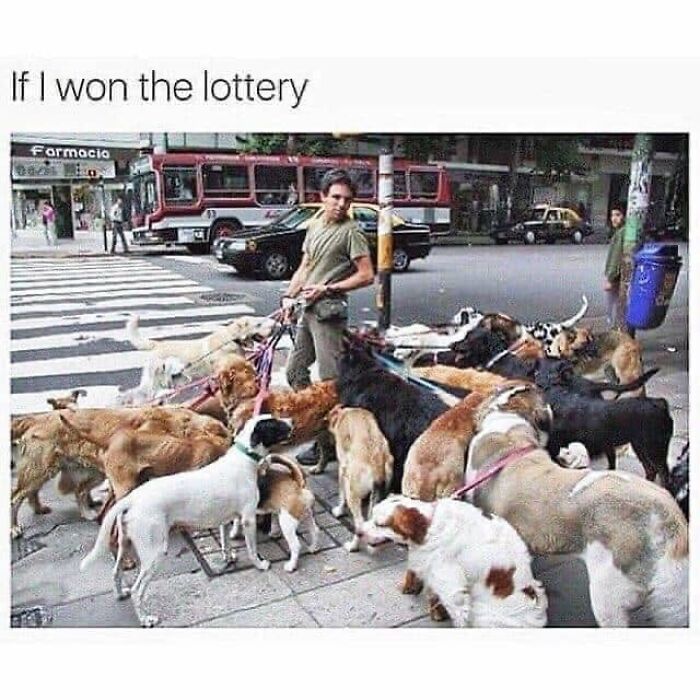 Funny dog meme: a person walking many dogs on leashes across a crosswalk in a city.