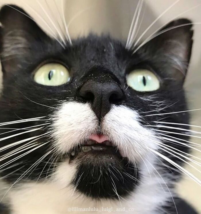 Tuxedo cat with a slightly open mouth and prominent animal nose, a perfect boop target.