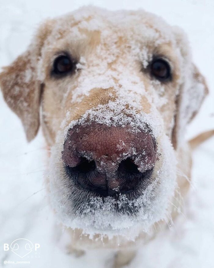 Golden retriever with a frosty animal nose covered in snow, looking up, awaiting a boop.