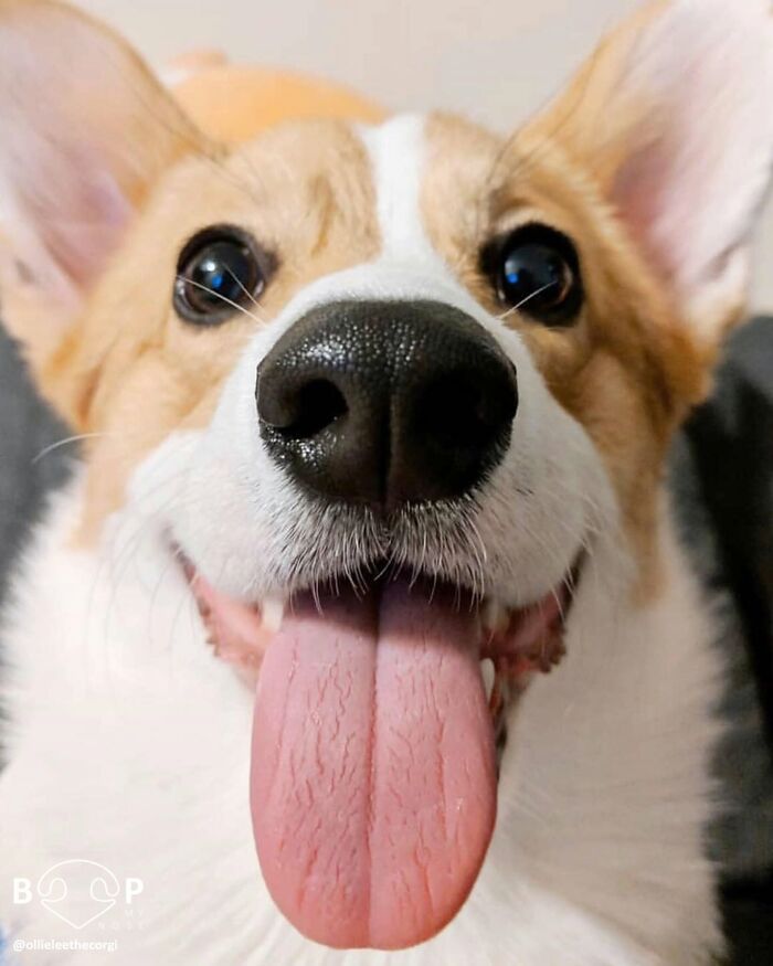 Happy corgi with a wet animal nose and extended tongue, ready for a playful boop.