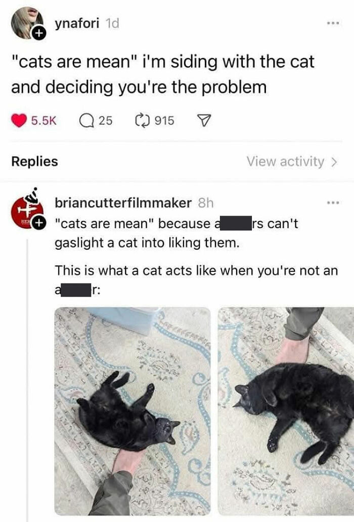 50 Cat Memes That Perfectly Capture Why Living With Cats Is Equal Parts Chaos And Comedy