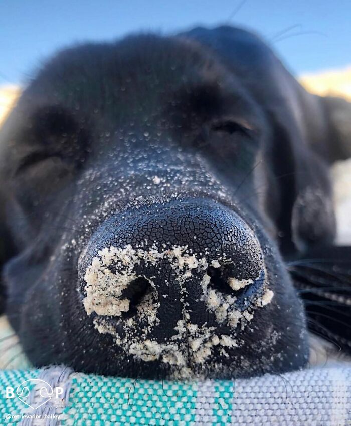Black lab with a sandy animal nose, eyes closed in relaxation, inviting a gentle boop.