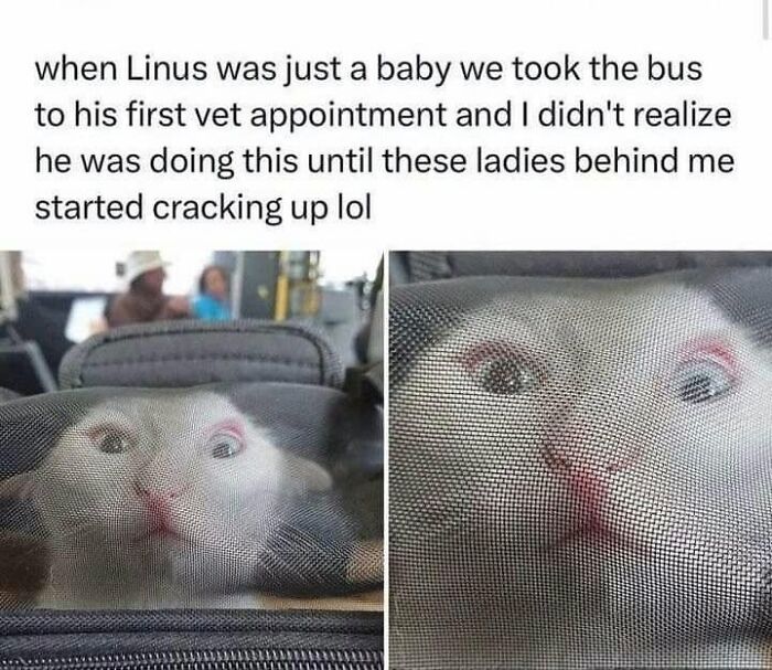 50 Cat Memes That Perfectly Capture Why Living With Cats Is Equal Parts Chaos And Comedy