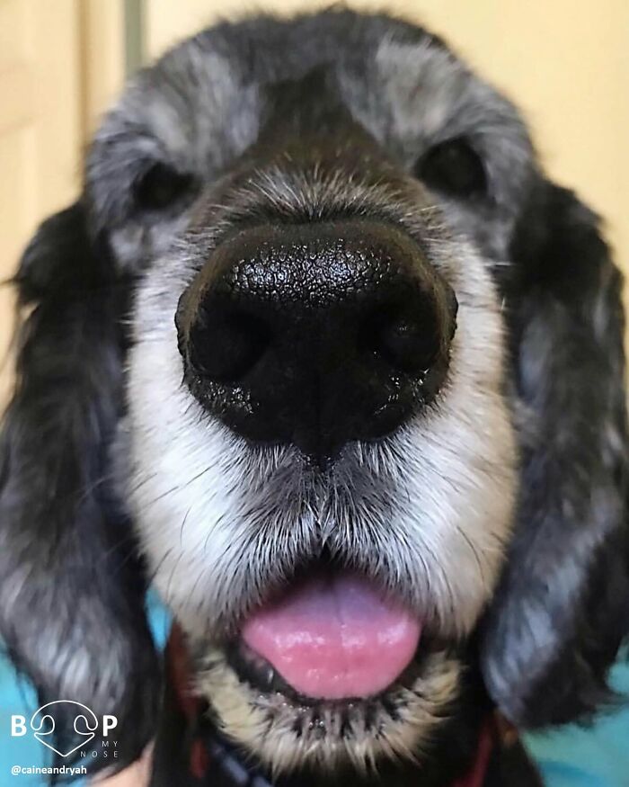 Close-up of a senior dog's wet animal nose and tongue, perfect for a virtual boop.