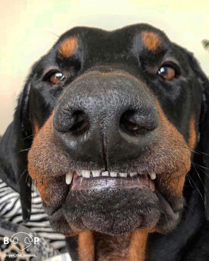 A black and brown dog showing its teeth in a funny expression, with a prominent animal nose for a boop.