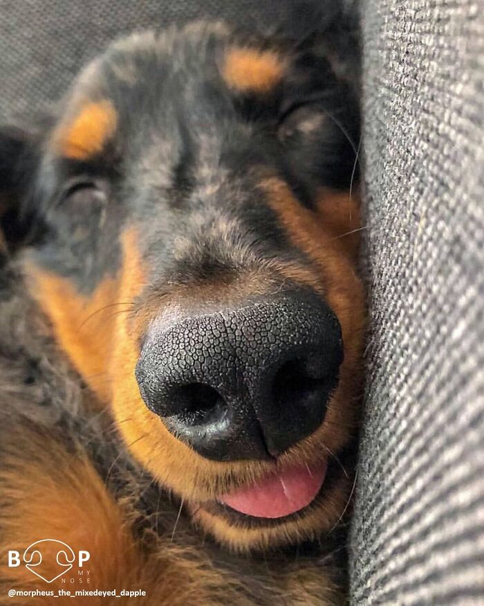 A sleeping dog's adorable animal nose with tongue out, so close you can almost boop it.