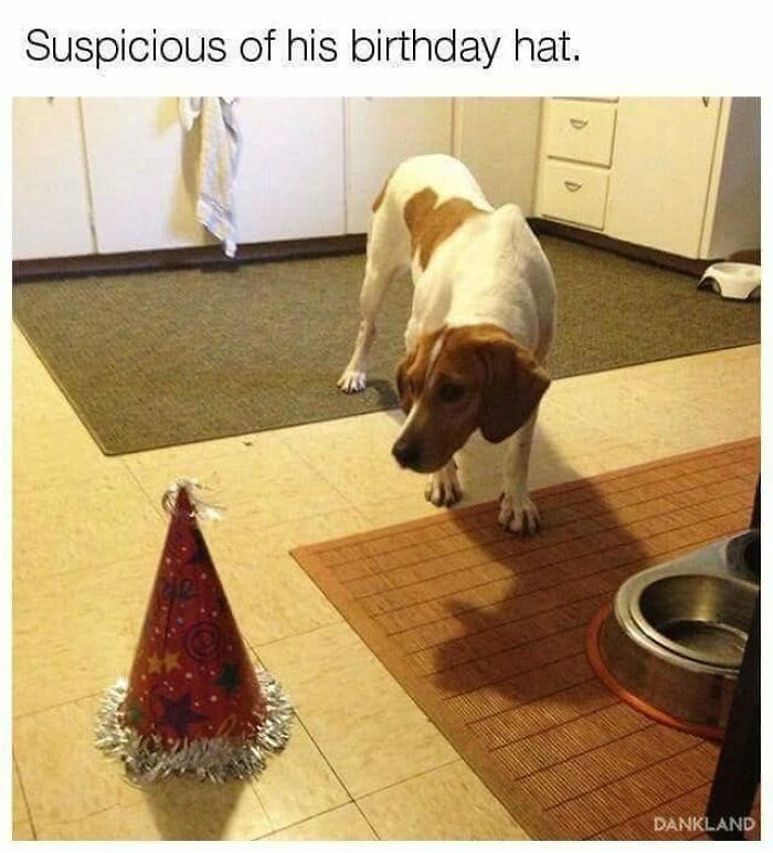 Funny dog meme: a dog looking suspiciously at a colorful birthday hat on the floor.