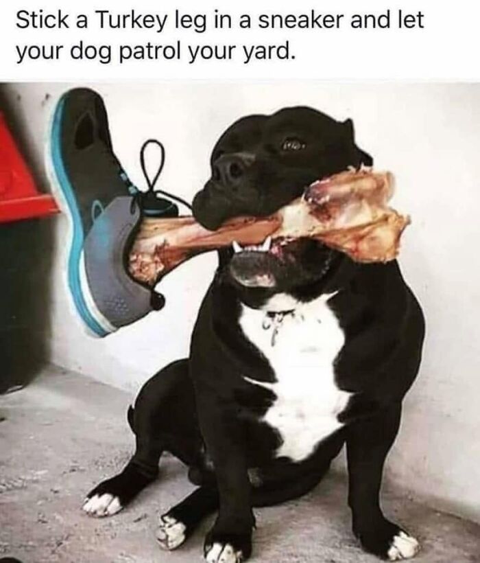 Funny dog meme: a dog holding a large turkey leg in its mouth, inside a sneaker, guarding a yard.