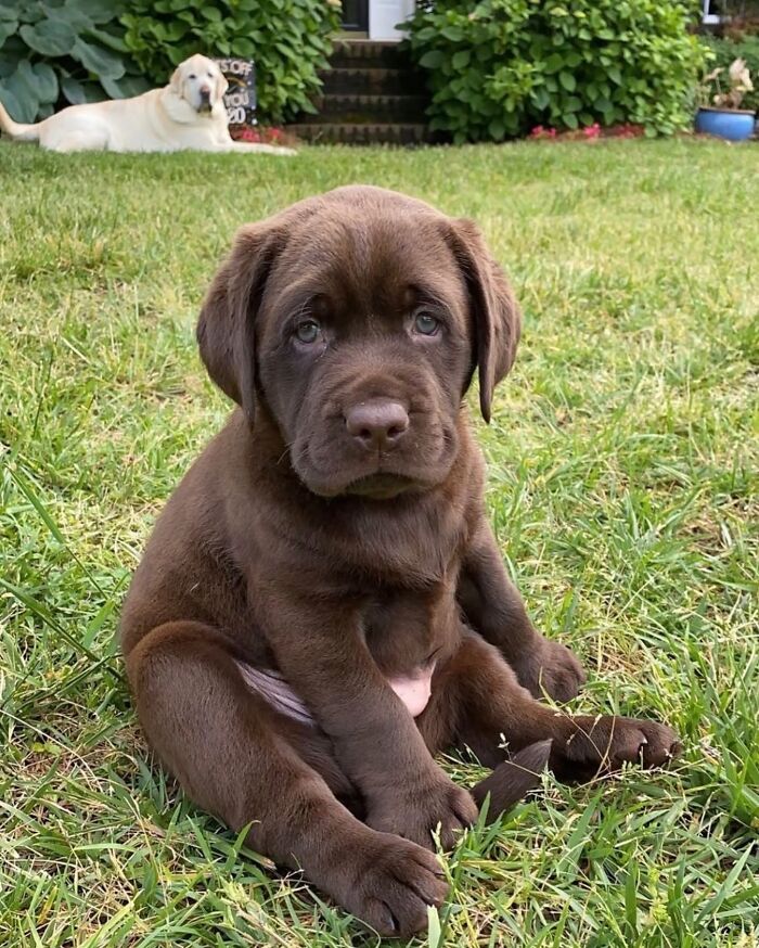 These 40 Adorable Dogs Are Exactly What You Need To Start Your Week With A Smile
