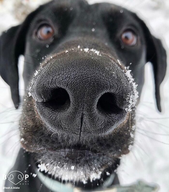 A close-up of a black dog's animal nose covered in snowflakes, perfect for a boop through your screen.