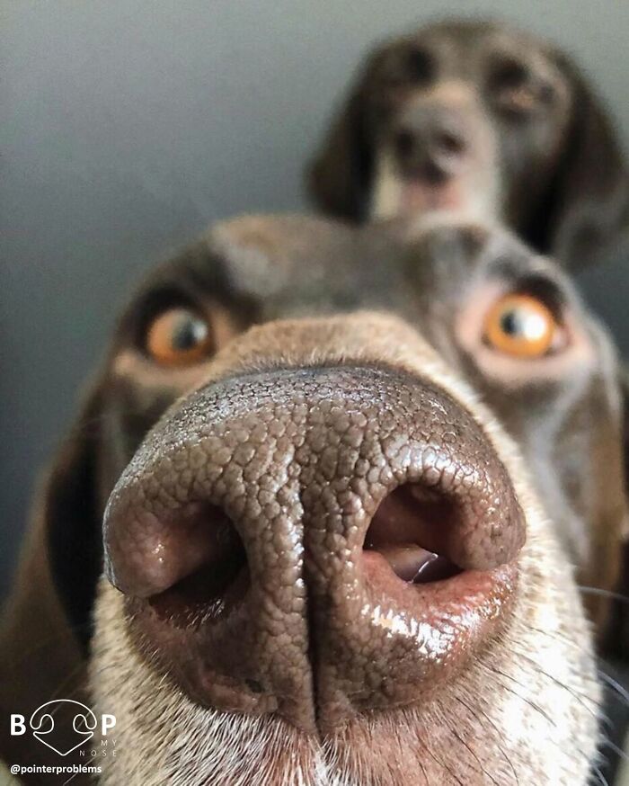 A close-up of a brown dog's animal nose, with another dog blurry in the background, ready for a boop.