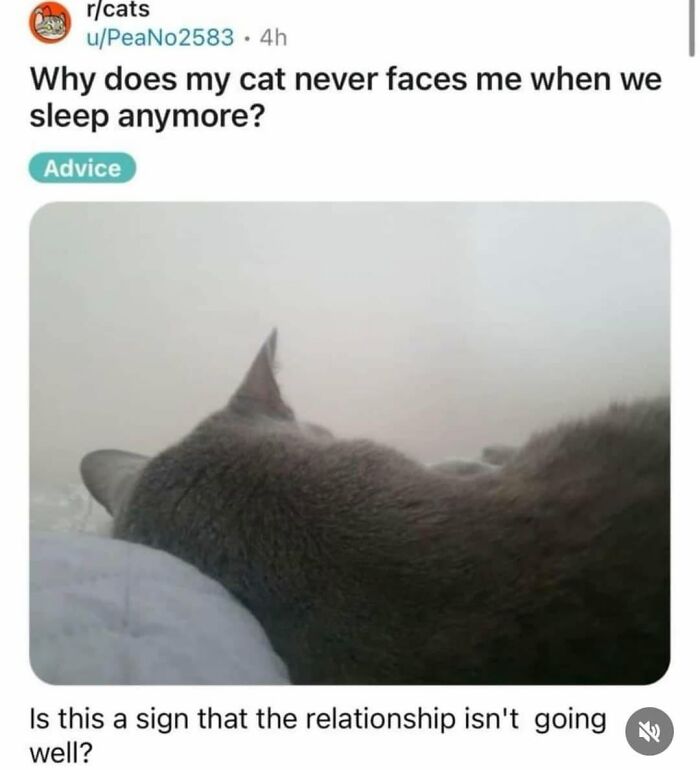 50 Cat Memes That Perfectly Capture Why Living With Cats Is Equal Parts Chaos And Comedy