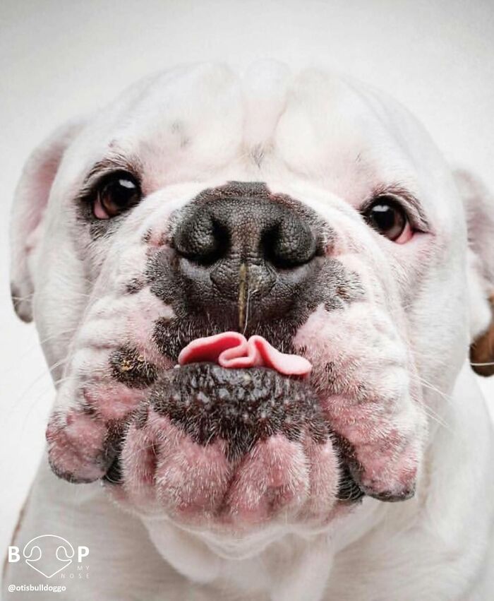 A white bulldog's animal nose and wrinkled face, with its tongue out, waiting for a boop.