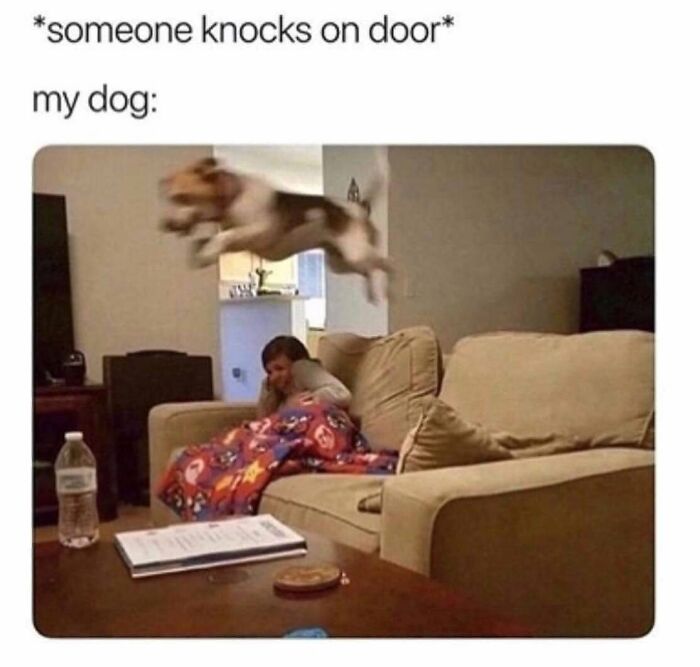 Funny dog meme: a dog mid-air, leaping over a couch when someone knocks on the door.
