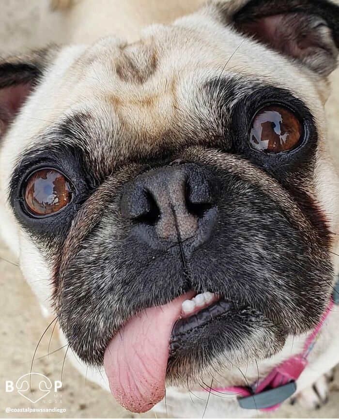 A pug's curious animal nose and tongue, making you want to boop it through the screen.