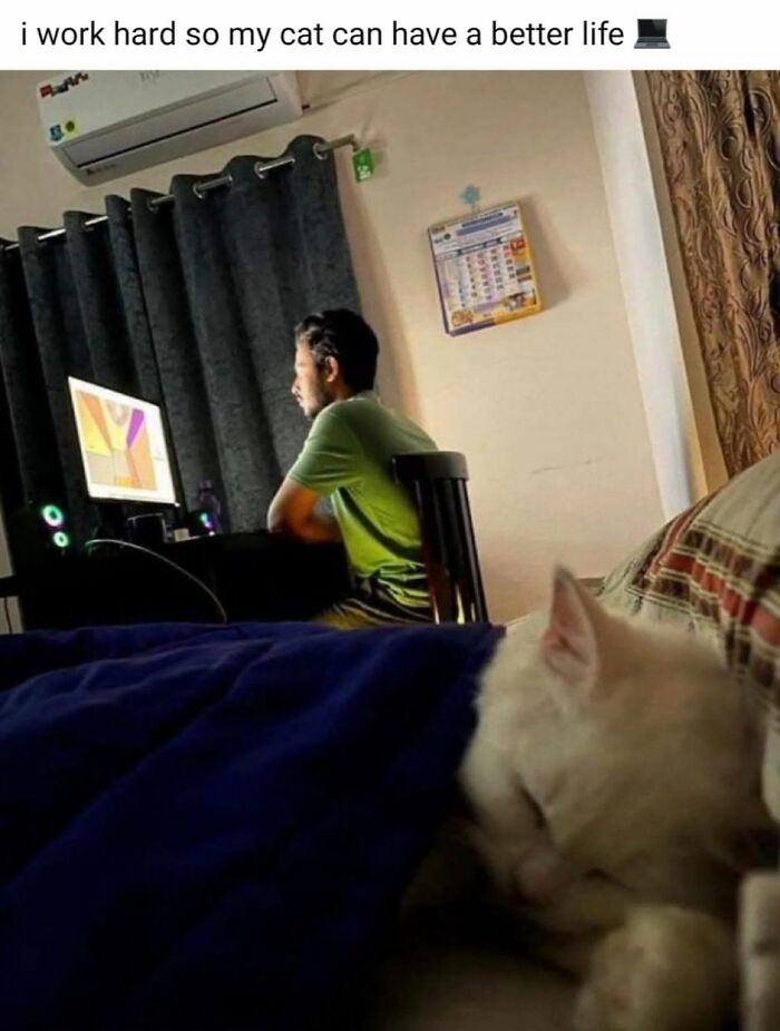 50 Cat Memes That Perfectly Capture Why Living With Cats Is Equal Parts Chaos And Comedy