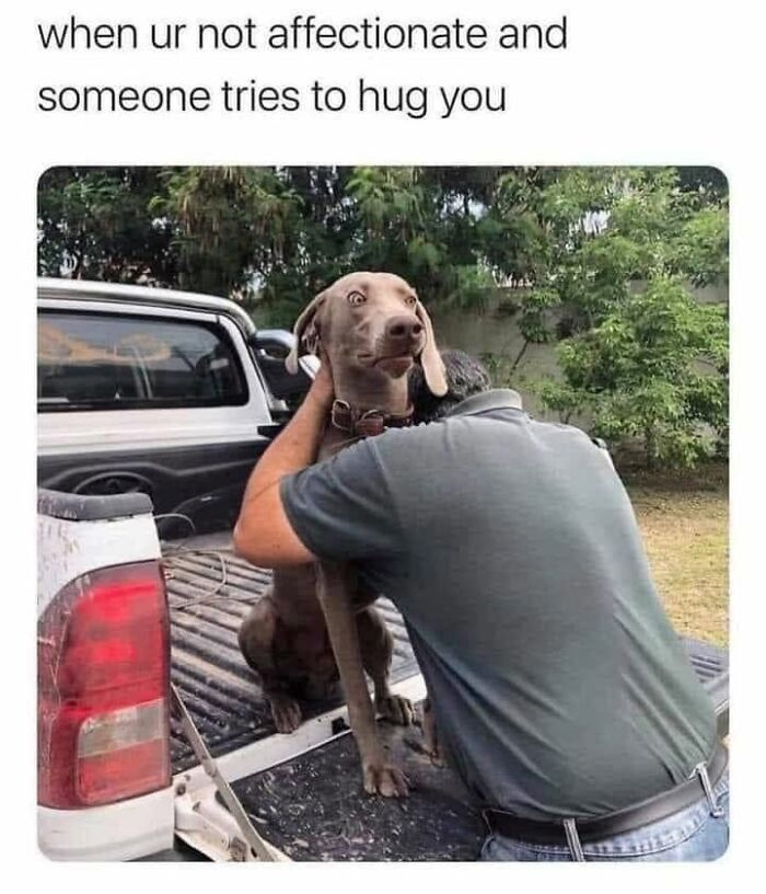 Funny dog meme: an unenthusiastic dog being hugged in the back of a truck, looking surprised.