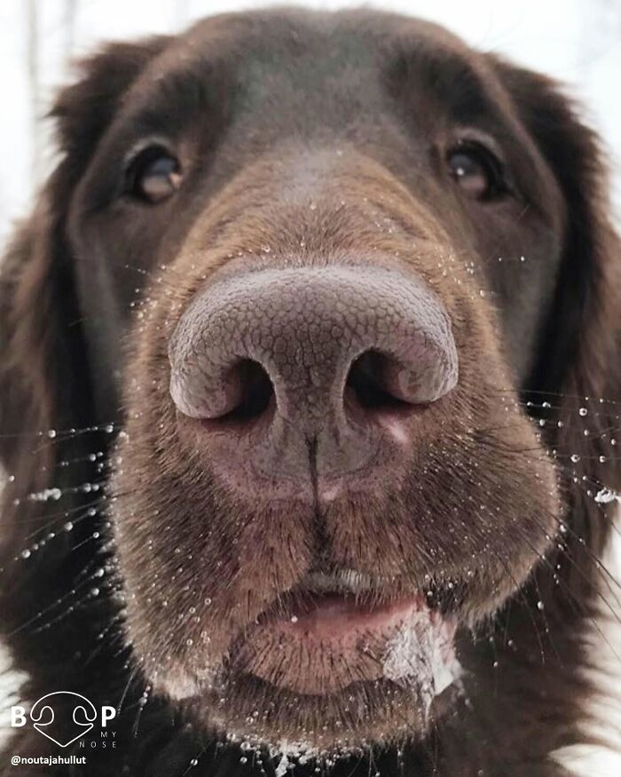 A close-up of a brown dog's animal nose, with water droplets on its fur, inviting a screen boop.