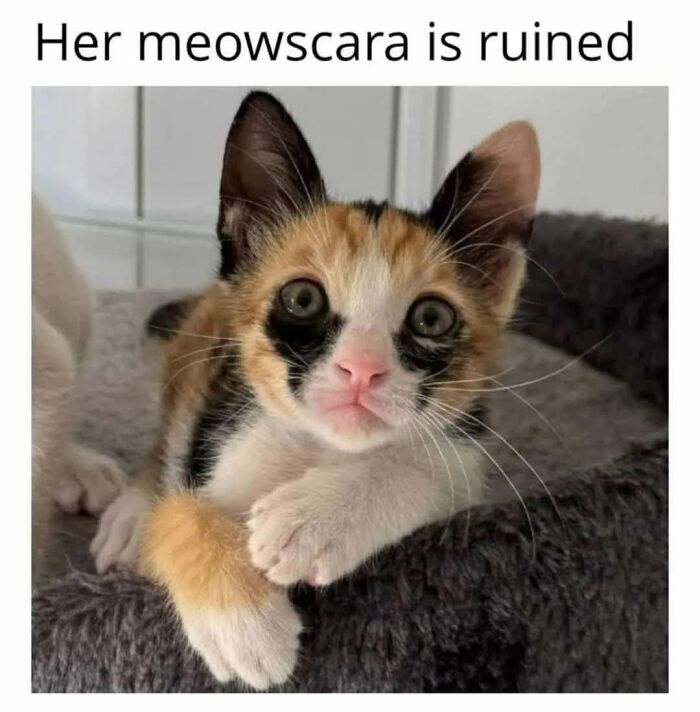 50 Cat Memes That Perfectly Capture Why Living With Cats Is Equal Parts Chaos And Comedy