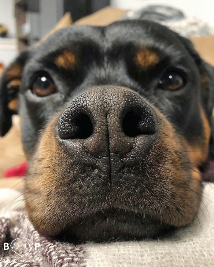 A close-up of a black and brown Rottweiler's animal nose, staring intently. You can almost boop this dog's nose!