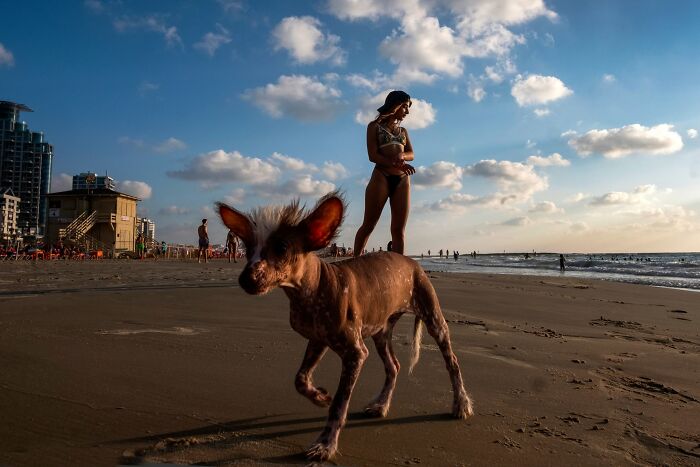 This Photographer Roams The Streets Looking For Unforgettable Dog Moments, And Here Are 50 Of His Best Finds