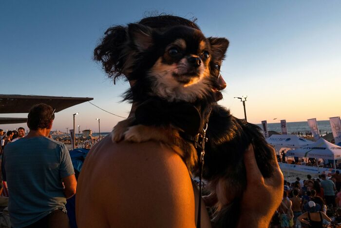 This Photographer Roams The Streets Looking For Unforgettable Dog Moments, And Here Are 50 Of His Best Finds