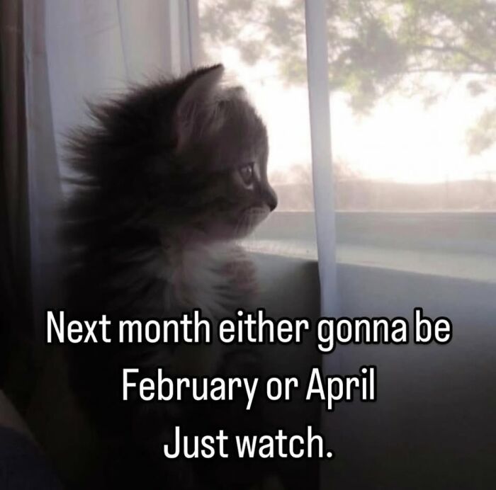 50 Cat Memes That Perfectly Capture Why Living With Cats Is Equal Parts Chaos And Comedy
