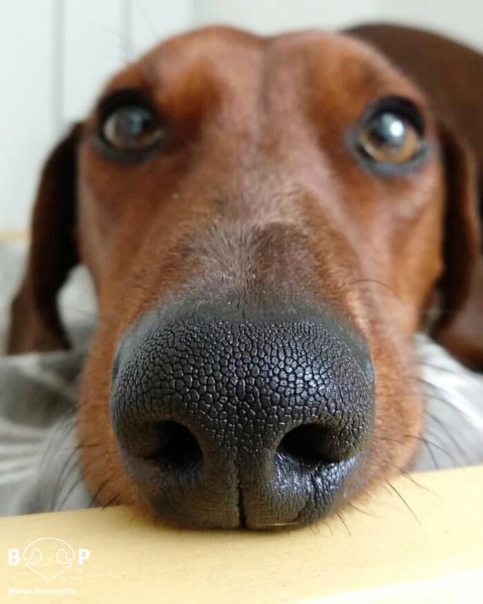 A close-up of a brown dachshund's animal nose, with wide, curious eyes. You can almost boop this dog's nose!