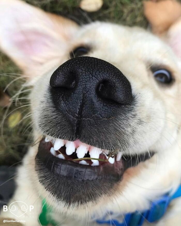 A close-up of a happy white dog's animal nose, smiling with small teeth showing. You can almost boop this dog's nose!
