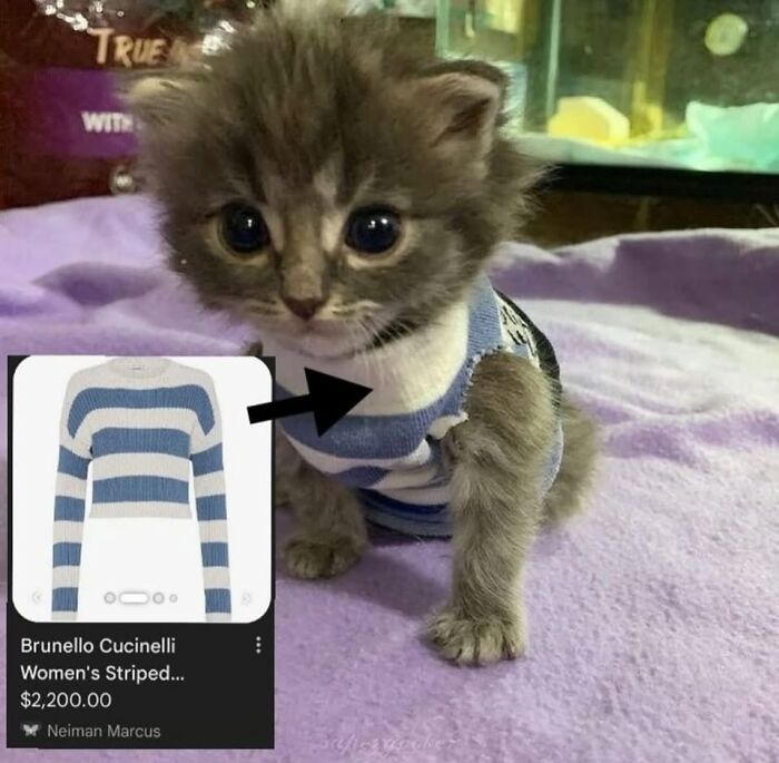 50 Cat Memes That Perfectly Capture Why Living With Cats Is Equal Parts Chaos And Comedy
