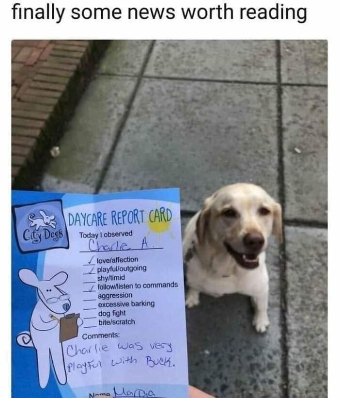 Funny dog memes: A smiling golden retriever next to a City Dogs Daycare Report Card, showing good behavior.