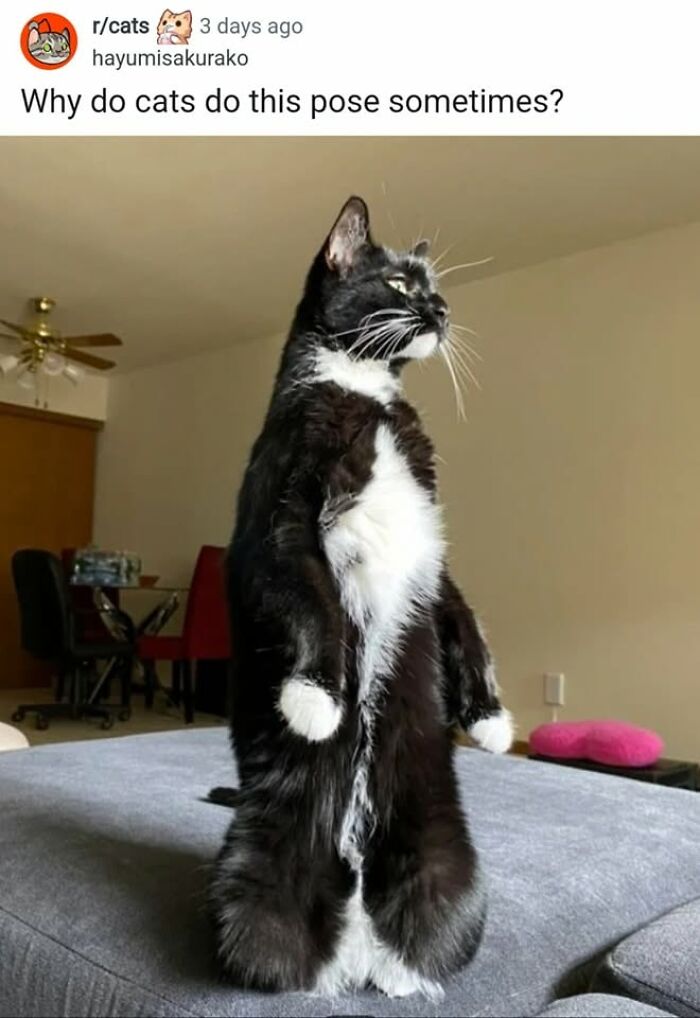 50 Cat Memes That Perfectly Capture Why Living With Cats Is Equal Parts Chaos And Comedy