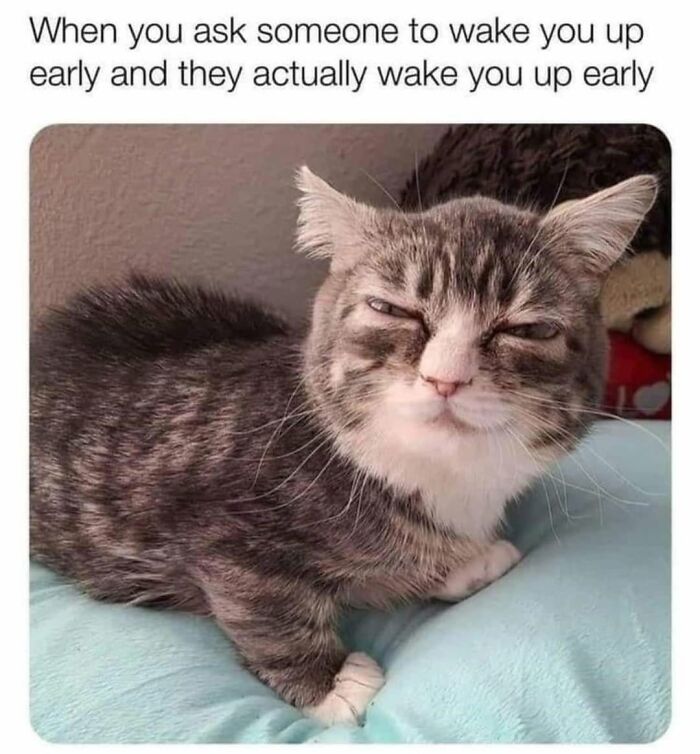 50 Cat Memes That Perfectly Capture Why Living With Cats Is Equal Parts Chaos And Comedy